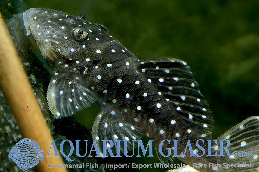 L031 Peppermint Pleco M (min. 2 pcs)