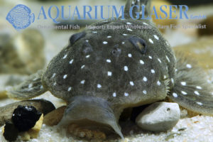 L031 Peppermint Pleco M (min. 2 pcs) - Image 3