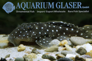 L031 Peppermint Pleco M (min. 2 pcs) - Image 4