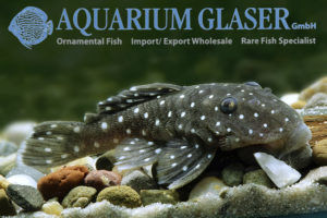 L031 Peppermint Pleco M (min. 2 pcs) - Image 5