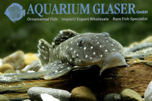 L031 Peppermint Pleco M (min. 2 pcs) - Image 6