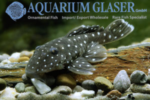 L031 Peppermint Pleco M (min. 2 pcs) - Image 7