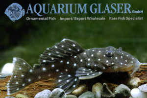 L031 Peppermint Pleco M (min. 2 pcs) - Image 8
