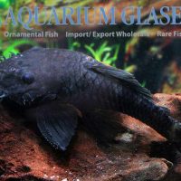L034 Medusa Pleco M (min. 3 pcs)