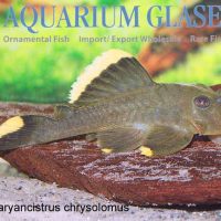 L047 Magnum Pleco 'Orange' M