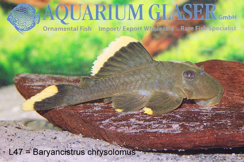 L047 Magnum Pleco 'Orange' M