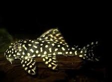 L048 Golden Cloud Pleco M (min. 2 pcs) - Image 2