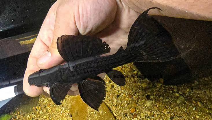 L064 Ghost Cactus Pleco L - Image 2