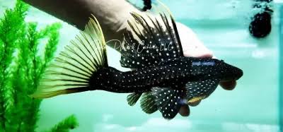 L064 Ghost Cactus Pleco L - Image 3