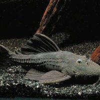 L064 Ghost Cactus Pleco L
