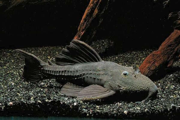 L064 Ghost Cactus Pleco L