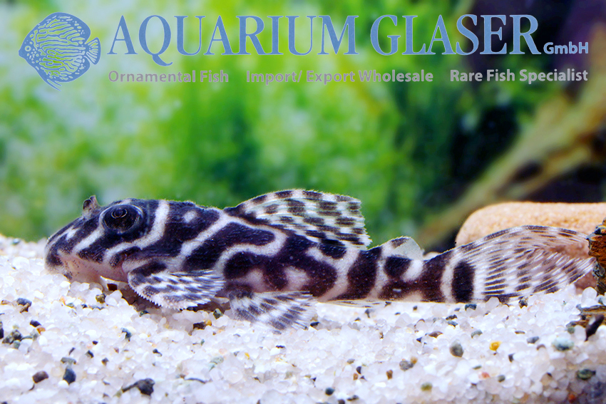 L066 King Tiger Pleco M/L (min. 2 pc) - Image 6