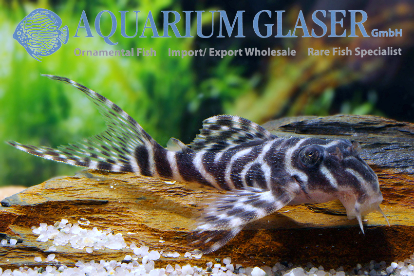 L066 King Tiger Pleco M/L (min. 2 pc) - Image 7