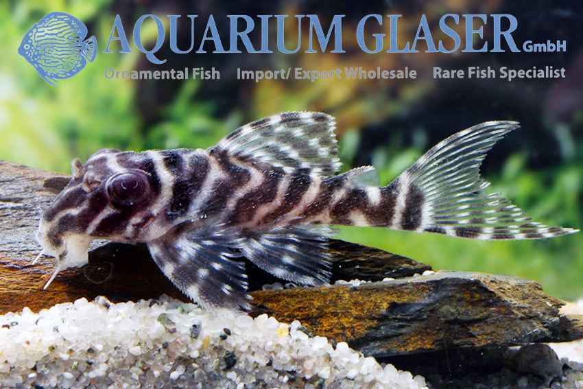 L066 King Tiger Pleco M/L (min. 2 pc) - Image 5