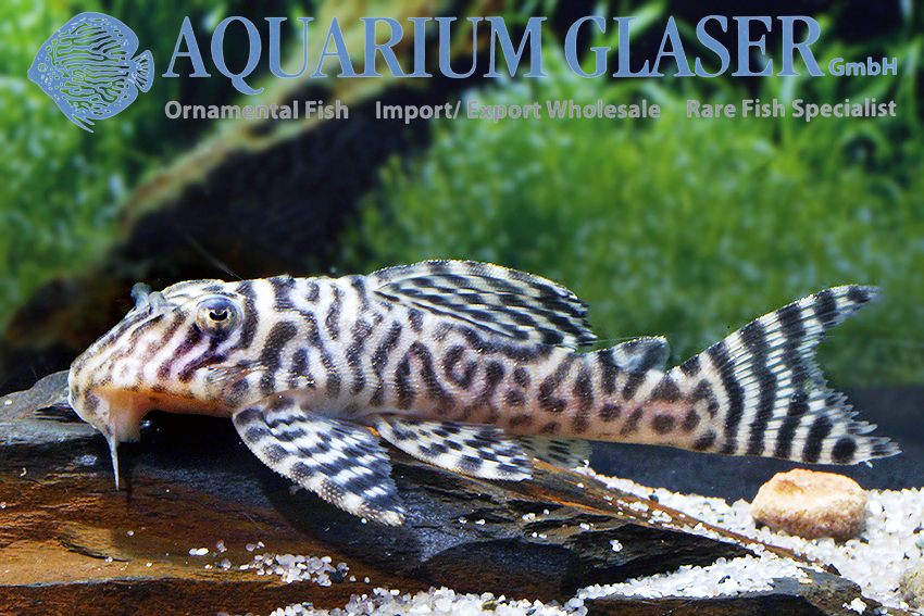 L066 King Tiger Pleco M/L (min. 2 pc) - Image 4