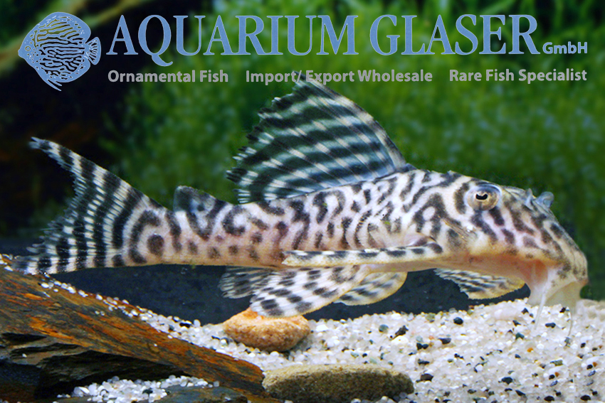 L066 King Tiger Pleco M/L (min. 2 pc) - Image 3