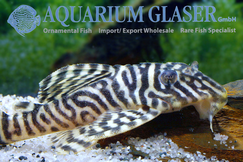L066 King Tiger Pleco M/L (min. 2 pc) - Image 2