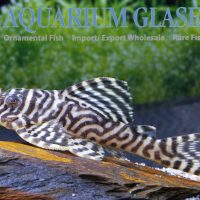L066 King Tiger Pleco M/L (min. 2 pc)