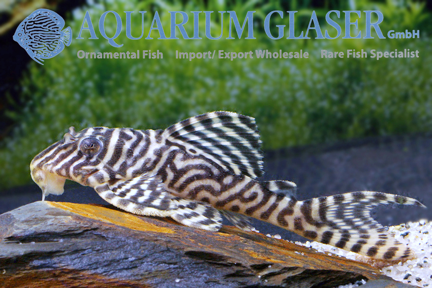 L066 King Tiger Pleco M/L (min. 2 pc)