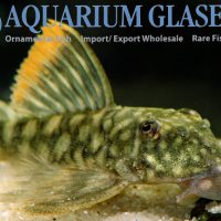 L106 Spotted Orange Seam Pleco S (min. 6 pcs)