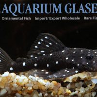 L107 Brilliant Bristlenose Pleco M/L (min. 3 pcs)