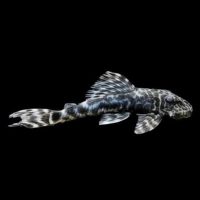 L127 Lujan's Pleco M (min. 7 pcs)