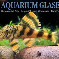 L134 Demini Worm Line Pleco M (min. 3 pcs)