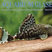 L090c Titanic Pleco S (min. 3 pcs)