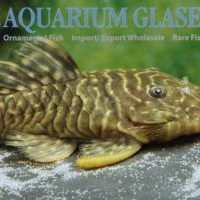 LDA46 Wormline Chubby Pleco M (min. 6 pcs)