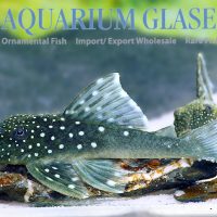 L128 Blue Phantom Pleco S (min. 3 pcs)