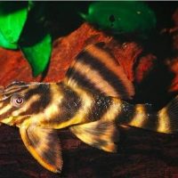 LDA01 Golden Tiger Pleco L (min. 3 pcs)