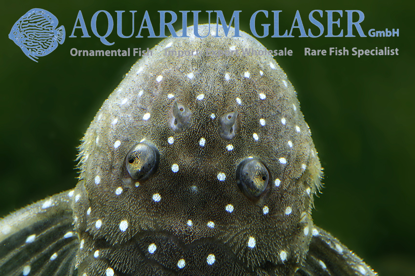 L031 Peppermint Pleco M (min. 2 pcs) - Image 2