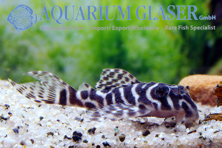 L066 King Tiger Pleco M/L (min. 2 pc) - Image 8