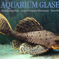 L095 Orange Cheek Pinecone Pleco XL
