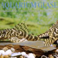 L134 Leopard Frog Peckoltia M/L (min. 2 pcs)