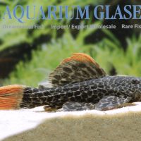 LDA07 Leopard Cactus Pleco 'Takuto' M