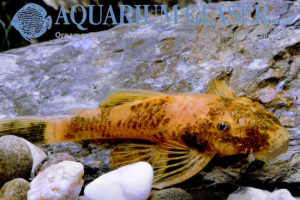 LDA16 Tortoiseshell Bristlenose Pleco M (min. 6 pcs) - Image 9