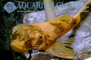 LDA16 Tortoiseshell Bristlenose Pleco M (min. 6 pcs) - Image 8