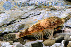 LDA16 Tortoiseshell Bristlenose Pleco M (min. 6 pcs) - Image 7