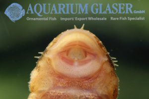 LDA16 Tortoiseshell Bristlenose Pleco M (min. 6 pcs) - Image 6