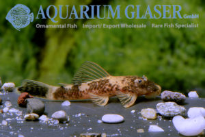 LDA16 Tortoiseshell Bristlenose Pleco M (min. 6 pcs) - Image 5
