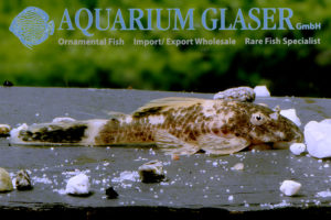 LDA16 Tortoiseshell Bristlenose Pleco M (min. 6 pcs) - Image 4
