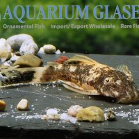 LDA16 Tortoiseshell Bristlenose Pleco M (min. 6 pcs)