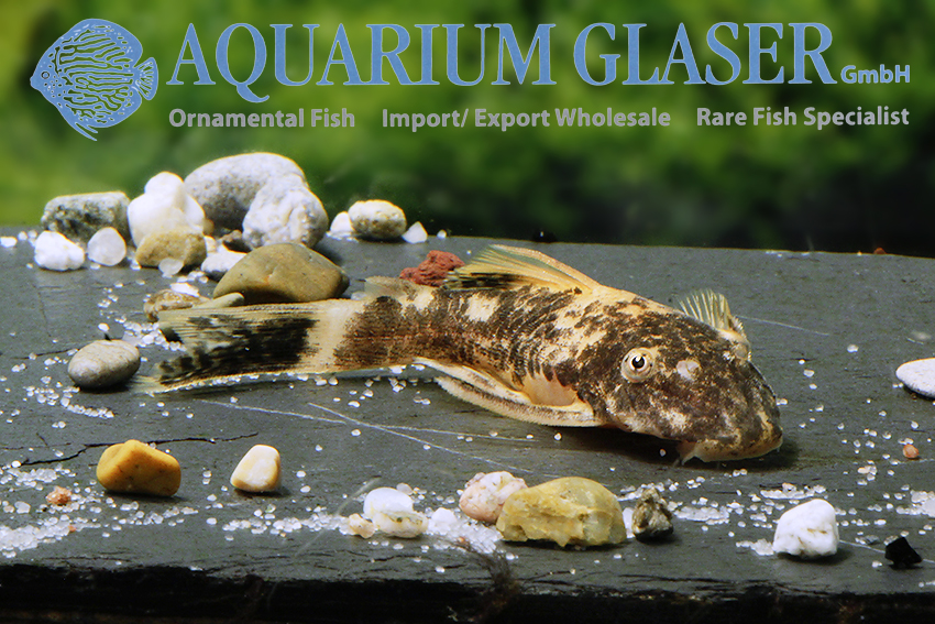 LDA16 Tortoiseshell Bristlenose Pleco M (min. 6 pcs)