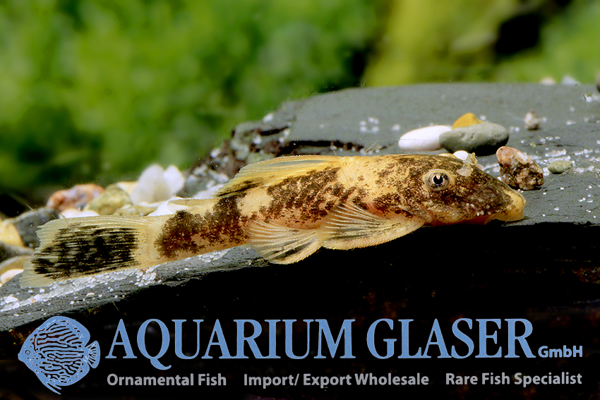 LDA16 Tortoiseshell Bristlenose Pleco M (min. 6 pcs) - Image 2