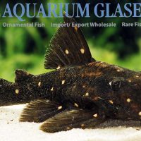 LDA31 Mustard Spot Pleco M (min. 3 pcs)