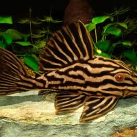 L027c Golden Royal Pleco M