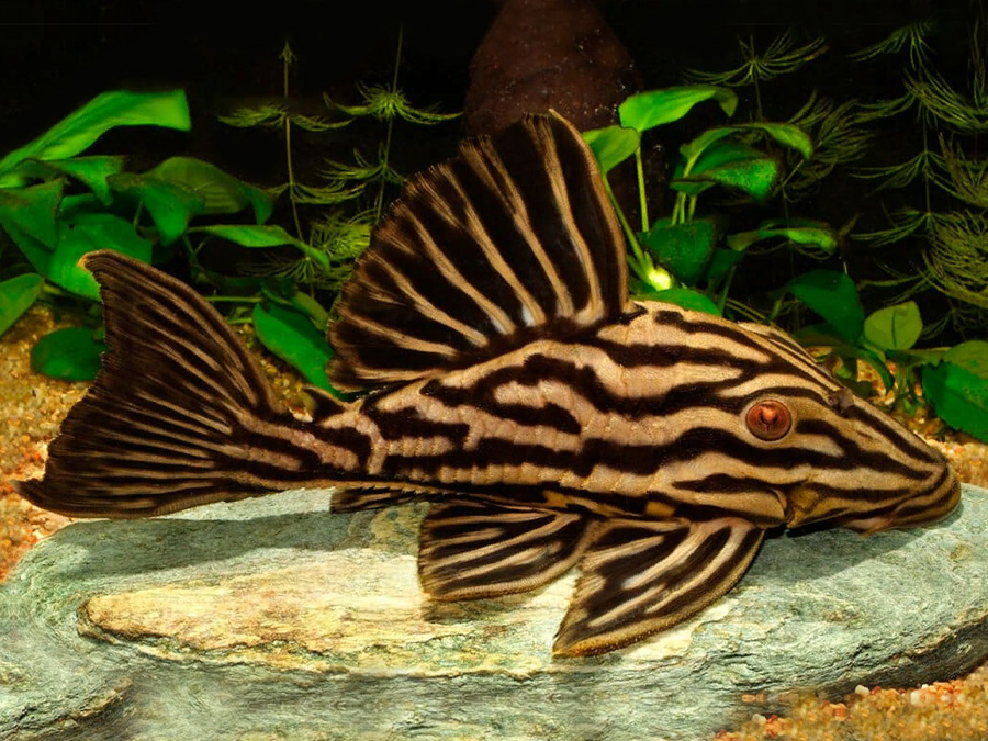 L027c Golden Royal Pleco M