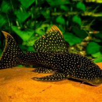 L067 Yellow Seam Pleco S/M (min. 3 pc)