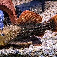L024 Redfin Cactus Pleco S (min. 2 pcs)